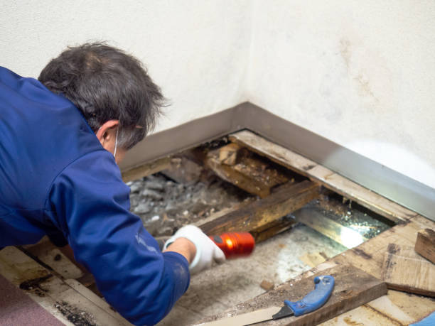 Best Certified Mold Removal  in Taft, FL
