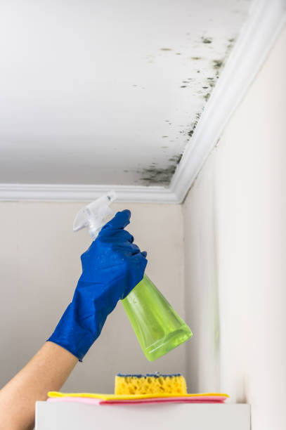 Attic Mold Removal in Taft, FL